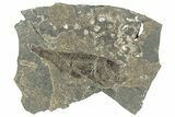 Oligocene Fossil Percoid Fish (Oligoserranoides) - Poland #320640-1